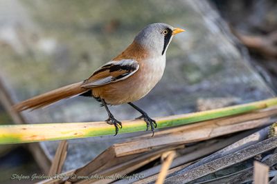 Basettino ♂ (Panurus biarmicus) - Bearded reedling