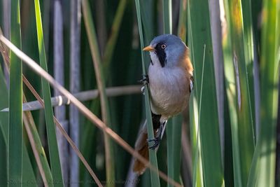 Basettino ♂ (Panurus biarmicus) - Bearded reedling