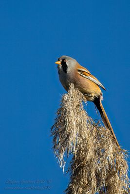 Basettino ♂ (Panurus biarmicus) - Bearded reedling