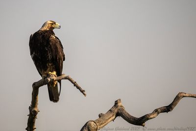 Aquila imperiale iberica ♂ (Aquila adalberti) - Spanish imperial eagle