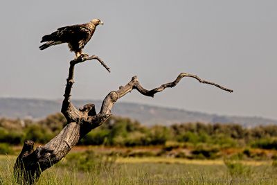 Aquila imperiale iberica ♂ (Aquila adalberti) - Spanish imperial eagle