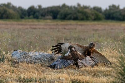 Falco di palude (Circus aeruginosus) - Marsh-Harrier