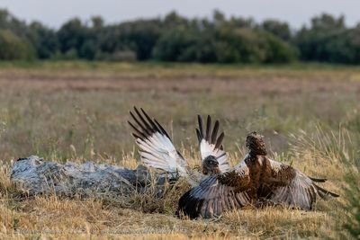 Falco di palude (Circus aeruginosus) - Marsh-Harrier