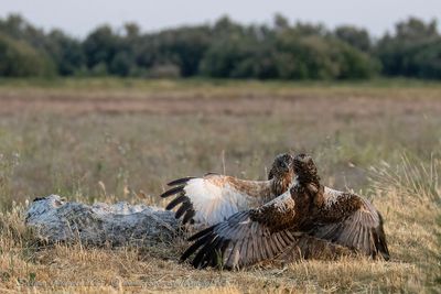 Falco di palude (Circus aeruginosus) - Marsh-Harrier