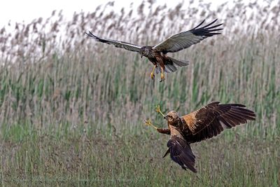 Falco di palude (Circus aeruginosus) - Marsh-Harrier