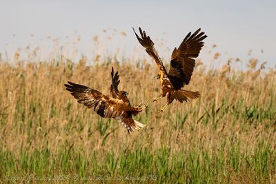 Falco di palude (Circus aeruginosus) - Marsh-Harrier