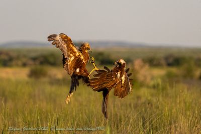 Falco di palude (Circus aeruginosus) - Marsh-Harrier
