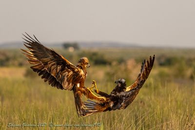 Falco di palude (Circus aeruginosus) - Marsh-Harrier