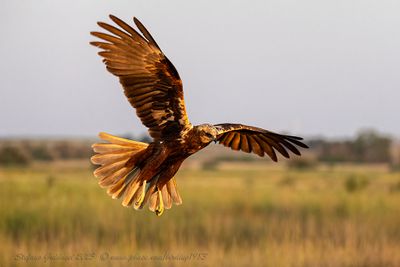 Falco di palude (Circus aeruginosus) - Marsh-Harrier