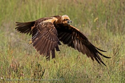 Falco di palude (Circus aeruginosus) - Marsh-Harrier