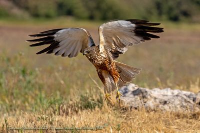 Falco di palude (Circus aeruginosus) - Marsh-Harrier