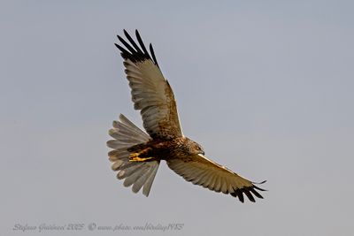 Falco di palude (Circus aeruginosus) - Marsh-Harrier