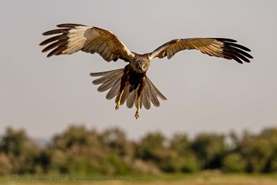 Falco di palude (Circus aeruginosus) - Marsh-Harrier