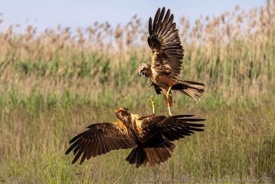 Falco di palude (Circus aeruginosus) - Marsh-Harrier