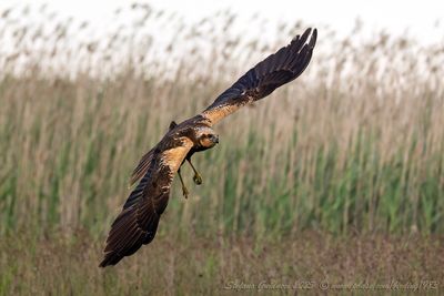 Falco di palude (Circus aeruginosus) - Marsh-Harrier