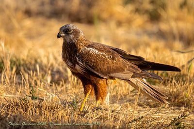 Falco di palude (Circus aeruginosus) - Marsh-Harrier