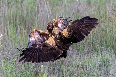 Falco di palude (Circus aeruginosus) - Marsh-Harrier