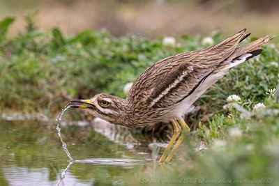 Occhione (Burhinus oedicnemu) - Eurasian Thick-knee