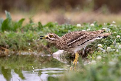 Occhione (Burhinus oedicnemu) - Eurasian Thick-knee