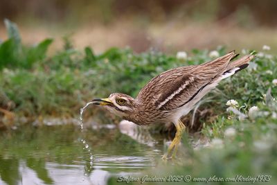 Occhione (Burhinus oedicnemu) - Eurasian Thick-knee
