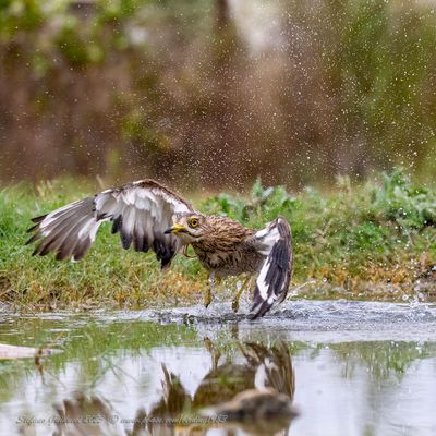 Occhione (Burhinus oedicnemu) - Eurasian Thick-knee