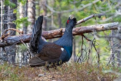 Gallo cedrone ♂ (Tetrao urogallus) - Western Capercaillie