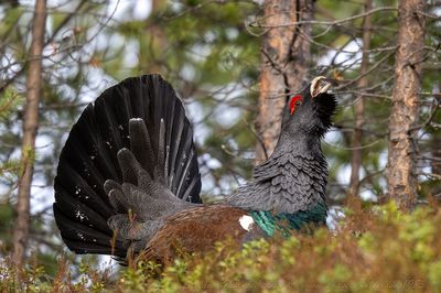 Gallo cedrone ♂ (Tetrao urogallus) - Western Capercaillie