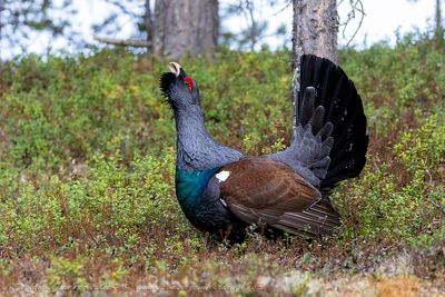 Gallo cedrone ♂ (Tetrao urogallus) - Western Capercaillie