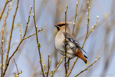Beccofrusone (Bombycilla garrulus) - Bohemian Waxwing