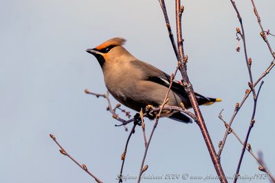 Beccofrusone (Bombycilla garrulus) - Bohemian Waxwing