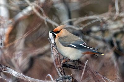 Beccofrusone (Bombycilla garrulus) - Bohemian Waxwing