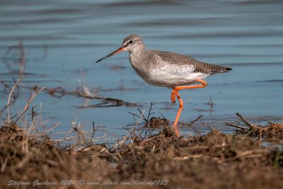 Totano moro (Tringa erythropus) - Spotted Redshank