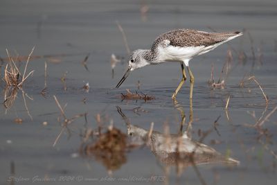 Pantana (Tringa nebularia)