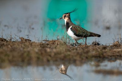 Pavoncella (Vanellus vanellus) - Northern Lapwing