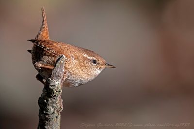 Scricciolo (Troglodytes troglodytes) - Winter Wren	