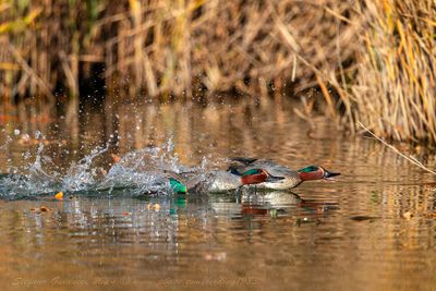 Alzavola (Anas crecca) - Common Teal