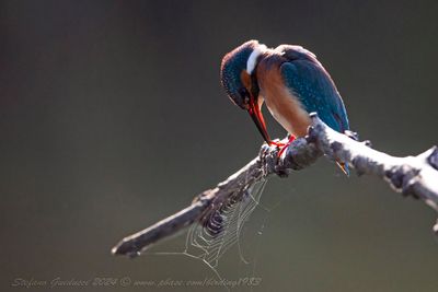 Martin pescatore (Alcedo atthis)