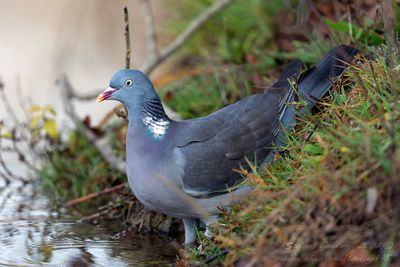 Colombaccio (Woodpigeon)