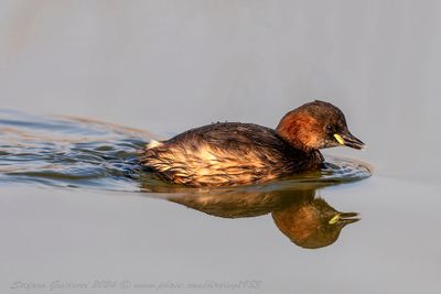 Tuffetto (Tachybaptus ruficollis) - Little Grebe