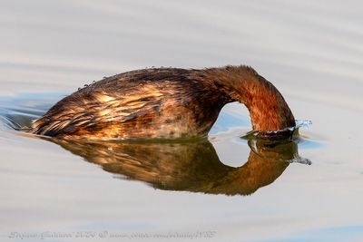 Tuffetto (Little Grebe)