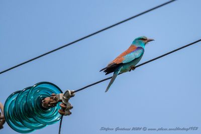 Ghiandaia marina (Coracias garrulus) - European Roller