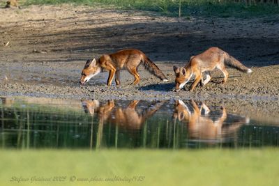 Volpe (Vulpes vulpes) - Red fox