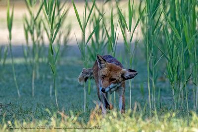 Volpe (Vulpes vulpes) - Red fox