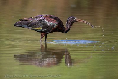 Mignattaio (Plegadis falcinellus) - Glossy Ibis