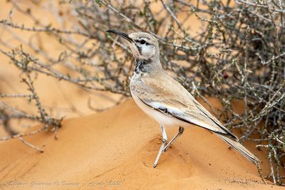 Allodola Beccocurvo (Alaemon alaudipes) - Hoopoe Lark