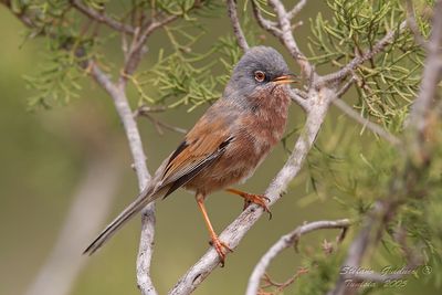 Silvia di Tristram (Sylvia deserticola) - Tristram's Warbler