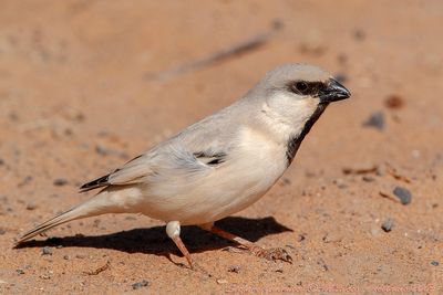 Passera del deserto (Desert Sparrow)