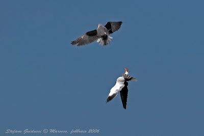 Nibbio Bianco (Elanus caeruleus) - Black-shouldered Kite