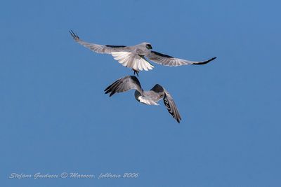 Nibbio Bianco (Elanus caeruleus) - Black-shouldered Kite
