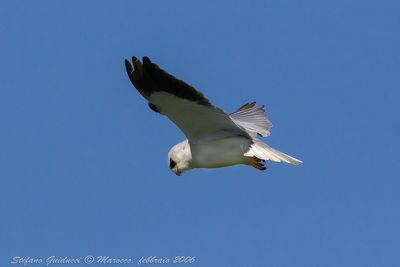 Nibbio Bianco (Elanus caeruleus) - Black-shouldered Kite
